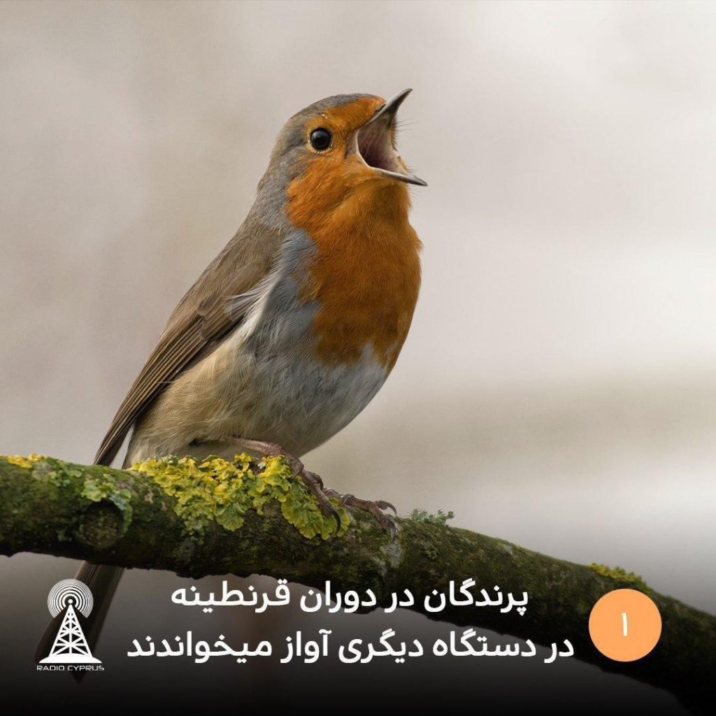 پرندگان در دوران قرنطینه radiocyp