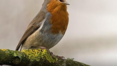 پرندگان در دوران قرنطینه radiocyp