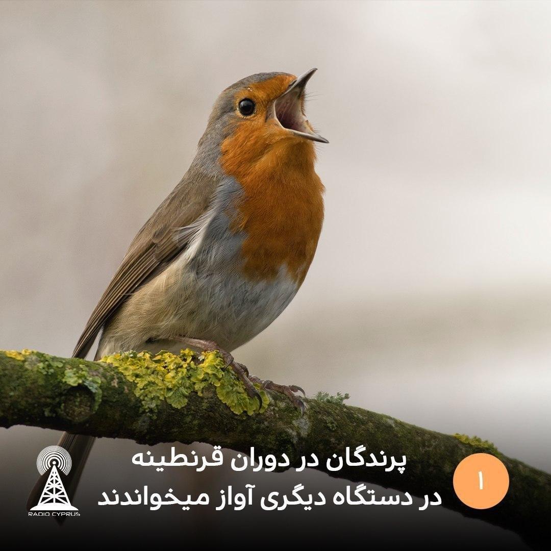 پرندگان در دوران قرنطینه radiocyp