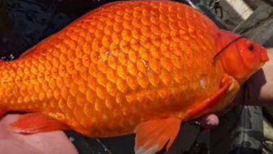 ماهی قرمز - رادیو قبرس