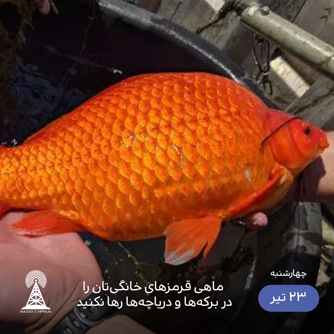 ماهی قرمز - رادیو قبرس